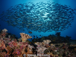 Fusilier cloud...at the moment the sea is very productive... by Joerg Blessing 